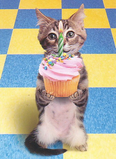 birthday-cat.jpg