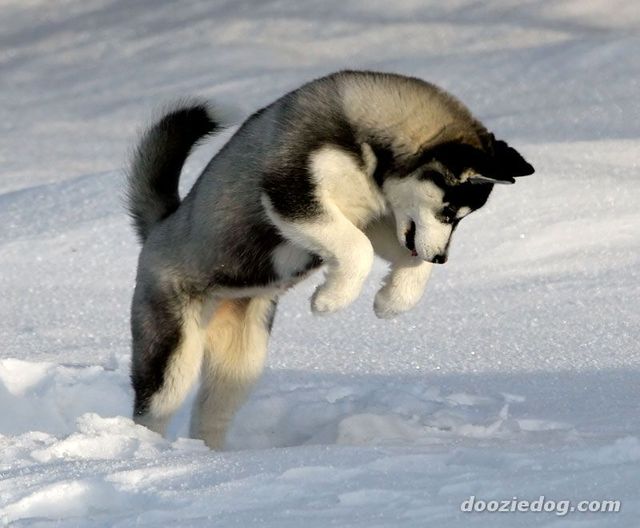 Siberian Husky Puppies In The Snow. to like all this snow.